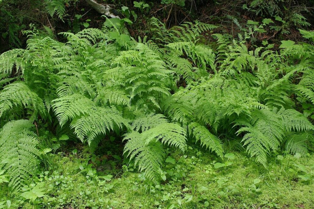 Other Plants in These Forests